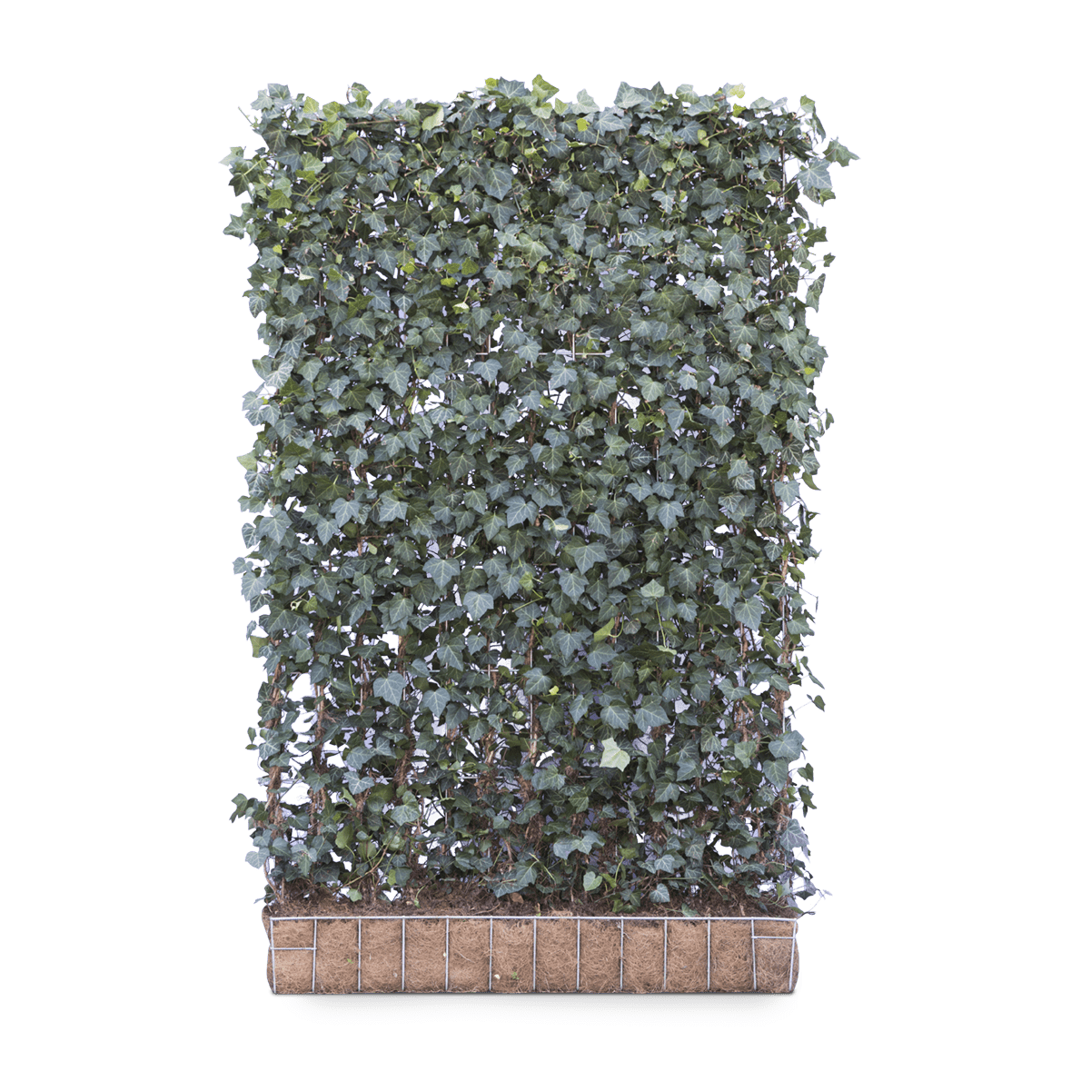 Mobilane Green Screen - Hedera helix 'Woerner' (120cmx180cm)