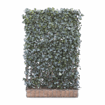 Mobilane Green Screen - Hedera hibernica (120cm x 180cm)