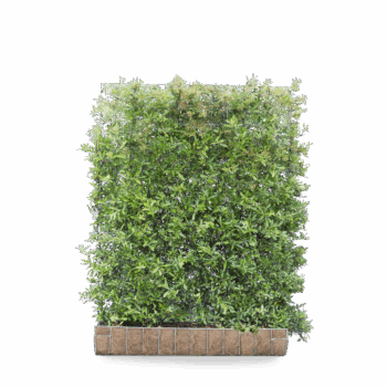 Mobilane Green Screen - Pyracantha 'Dart's Red' (120cm x 155cm)