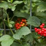 Mobilane Green Screen - ECO (120cm W x 180cm H) gallery image