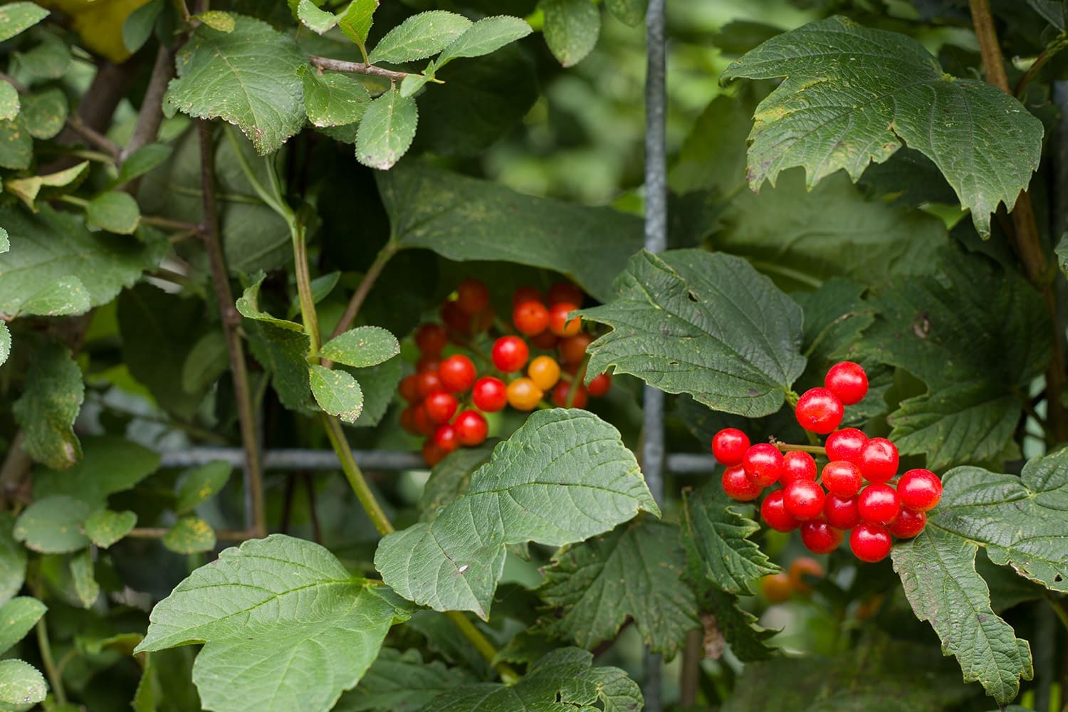 Mobilane Green Screen - ECO (120cm W x 180cm H) - Image 4