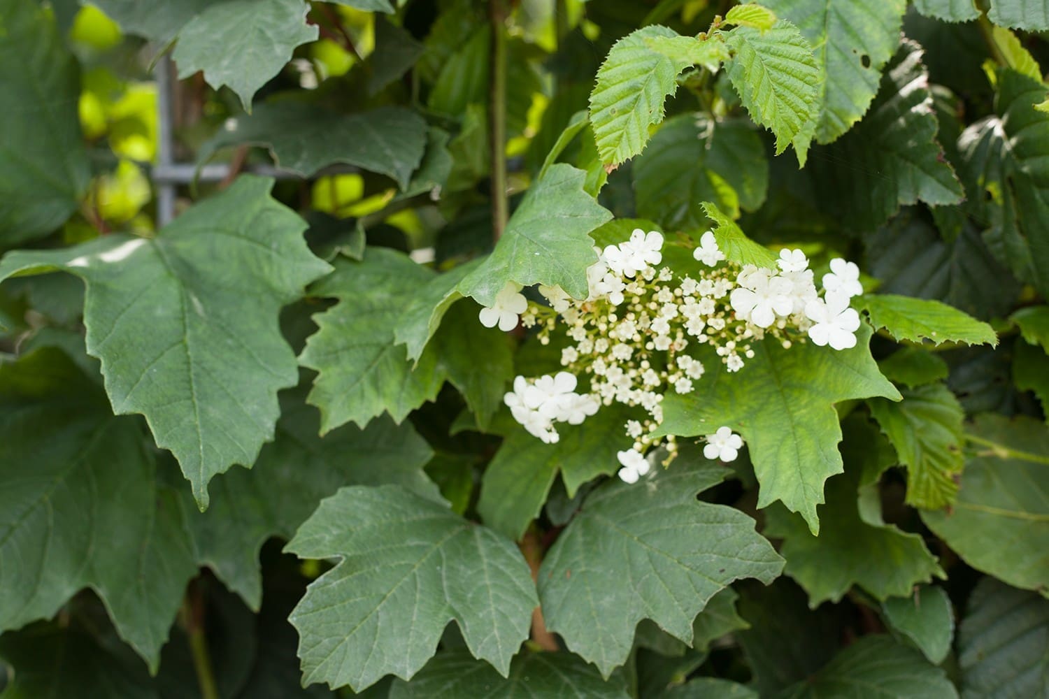 Mobilane Green Screen - ECO (120cm W x 180cm H) - Image 3