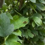 Mobilane Green Screen - ECO (120cm W x 180cm H) gallery image