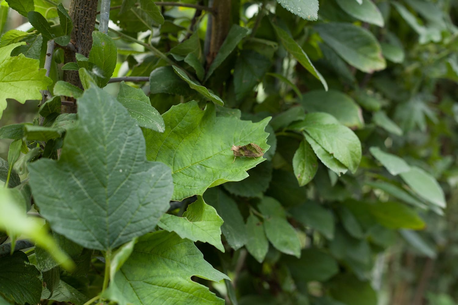 Mobilane Green Screen - ECO (120cm W x 180cm H) - Image 5