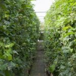 Mobilane Green Screen - ECO (120cm W x 180cm H) gallery image