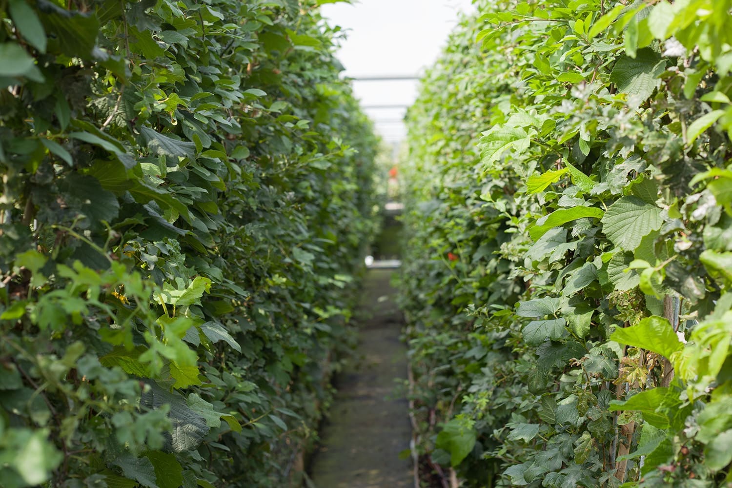 Mobilane Green Screen - ECO (120cm W x 180cm H) - Image 2