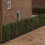 Mobilane Green Screen - Carpinus betulus (120cm x 155cm) gallery image