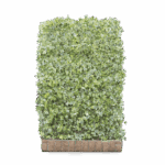 Mobilane Green Screen - Hedera helix 