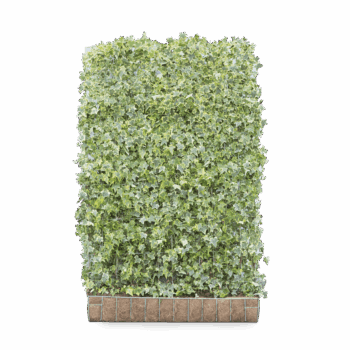 Mobilane Green Screen - Hedera helix 'Goldchild' (120cm W x 180cm H)