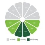 Sedum Flat Roof Kit gallery image