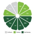 Meadowmat Species Rich gallery image