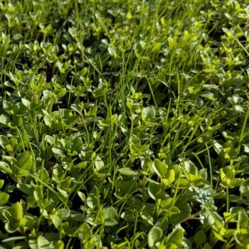 Clover Turf